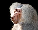 white baboon with pink face