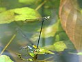 Position de garde chez Pseudoagrion indicum.