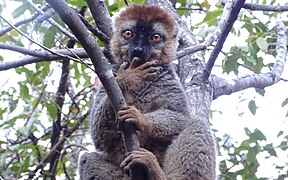 Red-fronted brown lemur (deep in thought) as Isalo National Park