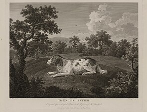 Английский сеттер, гравюра, 1782 год