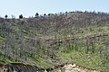 Image 13Burned forest on Thasos (from Forest)