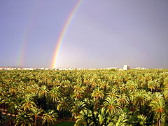 Vistas del Palmeral de Elche, en Alicante.