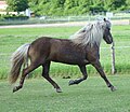Un cheval noir porteur du gène Silver, qui se distingue du bai-brun par la couleur claire de ses crins.