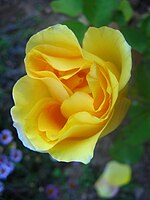 Hybrid Tea 'Lowell Thomas' (Mallerin, 1943)