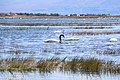 Cisnes de cuello negro en lago Argentino, Calafate