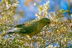 Conure magellanique (Enicognathus ferrugineus)