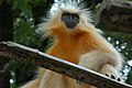 Zlatni langur (Trachypithecus geei)