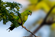 Juvenile Green Racket-tail