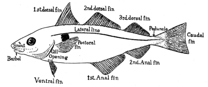 ปลาแฮดดัคมีครีบหลังสามครีบ