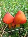 !!Hygrocybe conica!!