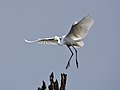 Descending to perch, Kabini River, India