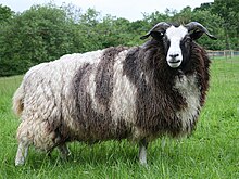 Photograph of a Jacob ewe in full fleece