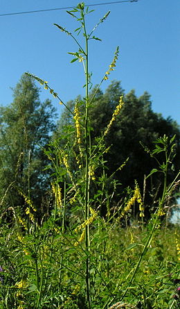 Geltonžiedis barkūnas (Melilotus officinalis)