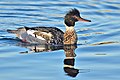 Red-breasted Merganser