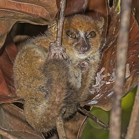 Nosy Be mouse lemur