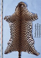 Zum Vergleich: Indischer Leopard