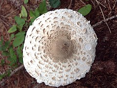 Macrolepiota procera, vue du chapeau.