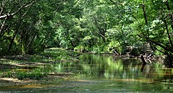 Peach Creek, Lake Houston Wilderness Park, Montgomery County, Texas (May 2013)