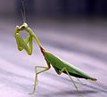 Praying mantis, by Shivanayak