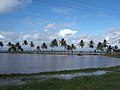 Image 2A tractor on a rice field in Guyana. (from Agriculture in Guyana)