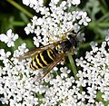 Vespula maculifrons (familia Vespidae) Pensilvania, Estados Unidos