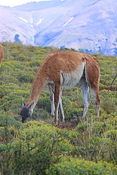 Un Guanaco (Lama guanicoe).