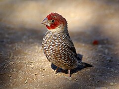 Red-headed Finch. Photo taken at Sossusvlei, Namib desert, Namibia, 4 June 2007, by Hans Hillewaert, or commons:User:Biopics.