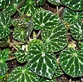 Begonia pustulata