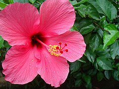 Hibiscus in Bhopal, India