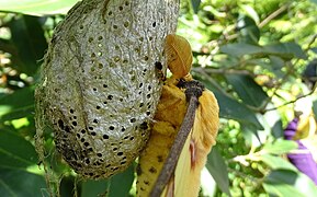 Comet moth at Peyrieras Reptile Reserve