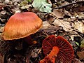 !!Cortinarius sanguineus!!