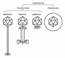 Duplodnaviria virion morphology.jpg