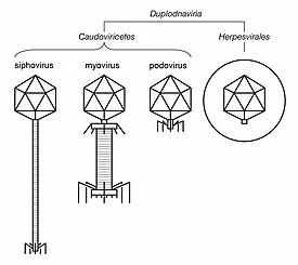 Морфология вирионов Duplodnaviria