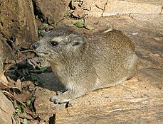 Kapo damanas (Procavia capensis)