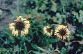 Gaillardia aestivalis