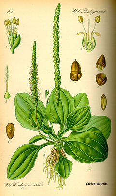 "Ženska bokvica" (Plantago major)