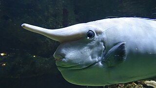 Ejemplar adulto en el Acuario del "Palais de la Porte Dorée"