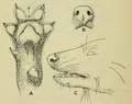 Image 24More conservation research is needed for understanding ecology and behaviour of the dhole in central China. (from Conservation biology)