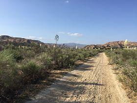 San Francisquito Canyon is home to low-lying shrubs, dry grasses, and towering yucca that bloom during the spring.