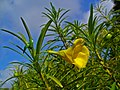 Allamanda in Pakistan