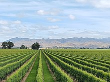 Wairau Valley vineyards in Marlborough, New Zealand.jpg