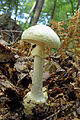 Amanita citrina