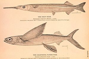 Hyporhamphus unifasciatus (boowen) an Cheilopogon pinnatibarbatus (oner)