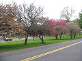 Trees on the Town Green between Main Street and Prospect Hill Roads