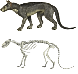 Реконструкция и скелет Daphoenodon superbus