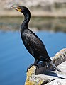 double-crested cormorant