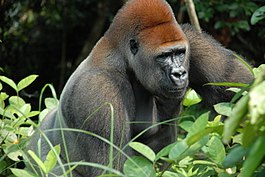 Westelijke gorilla (CR)