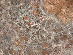 Mycellium au plafond des Ajustadous