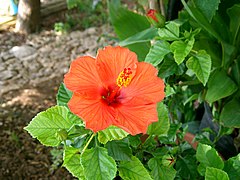 Hibiscus rosa-sinensis, Mallorca