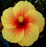 Yellow hibiscus with red